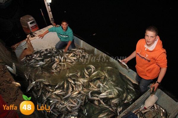 fishes in jaffa 0107 (16).JPG